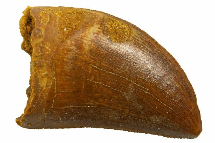 Serrated, Juvenile Carcharodontosaurus Tooth - Morocco #329877